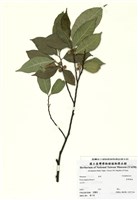 藏品(菲律賓榕)的圖片